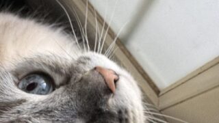 ペットとの暮らし