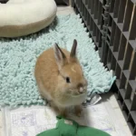 うさぎ