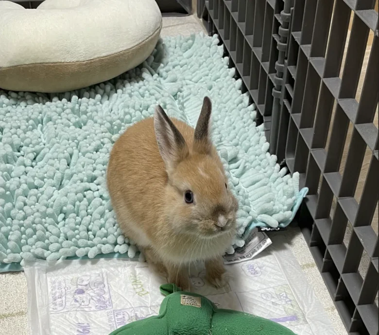 うさぎ