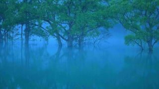 水没林(すいぼつりん)