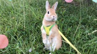 うさぎさんとネザーランドドワーフ公認カラーのちょっとしたお話