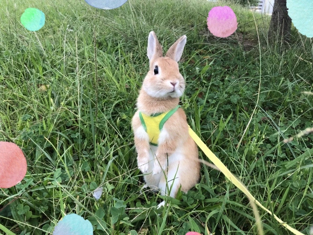 うさぎ