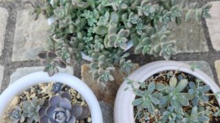 「癒しの❤多肉植物」