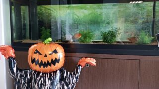 ハロウィンの空気を感じながら