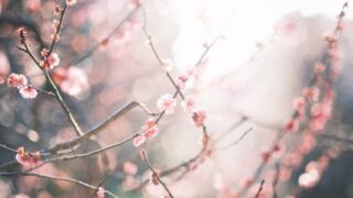 🌸 梅の花が教えてくれること ～2月後半の様子～